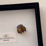 Load image into Gallery viewer, Mini Princess Acetate Hair Clip Women S5P904