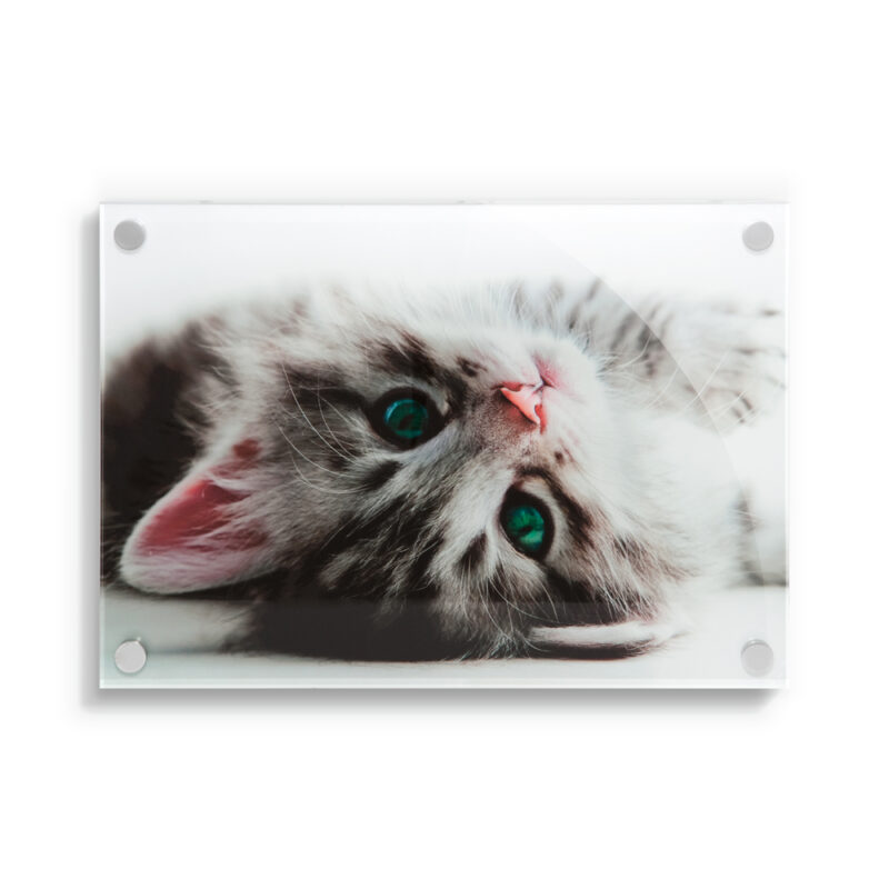 A3 Acrylic Wall Print